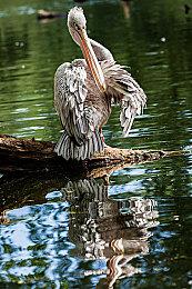 《怪物猎人：荒野》新事件3月26日上线 更容易获得食材